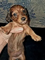 AKC LH Red Female, a female Miniature Dachshund for sale in Electra, TX – 4 of 8