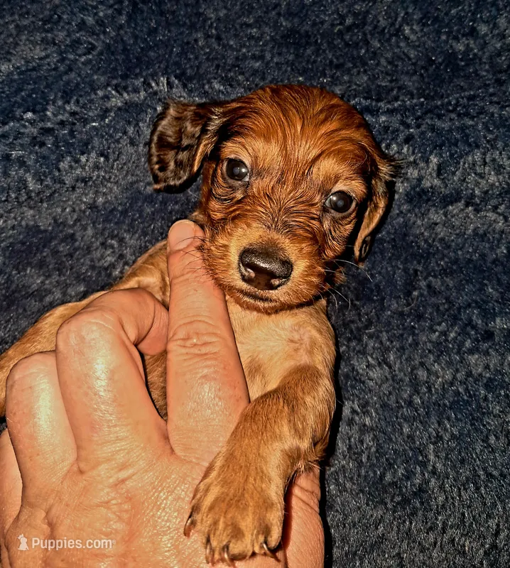 AKC LH Red Female – Miniature Dachshund puppy for sale in Electra, TX
