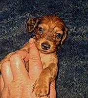 AKC LH Red Female, a female Miniature Dachshund for sale in Electra, TX – 1 of 8