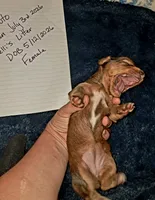 AKC SH RED Female, a female Miniature Dachshund for sale in Electra, TX – 6 of 8