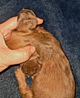 AKC LH RED Dapple Male *blue eye, a male Miniature Dachshund for sale in Electra, TX – 3 of 6