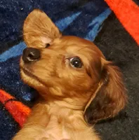 AKC LH RED MALE , a male Miniature Dachshund for sale in Electra, TX – 3 of 6