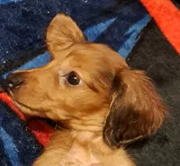 AKC LH RED MALE , a male Miniature Dachshund for sale in Electra, TX – 5 of 6