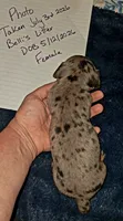 AKC SH silver dapple female , a female Miniature Dachshund for sale in Electra, TX – 6 of 6