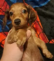 AKC LH Red Male 2, a male Miniature Dachshund for sale in Electra, TX – 3 of 7