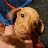 AKC SH Blonde Male, a male Miniature Dachshund for sale in Electra, TX – 2 of 6