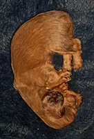 AKC LH RED MALE , a male Miniature Dachshund for sale in Electra, TX – 8 of 8