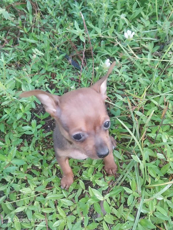 Doby – Chihuahua puppy for sale in West Palm Beach, FL