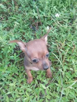 Doby, a male Chihuahua for sale in West Palm Beach, FL – 1 of 2