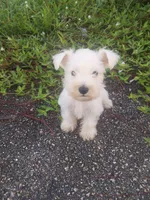 Frosty, a male Miniature Schnauzer for sale in West Palm Beach, FL – 1 of 2