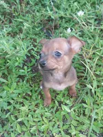 Doby, a male Chihuahua for sale in West Palm Beach, FL – 2 of 2