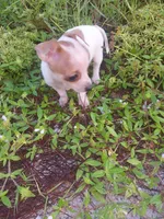 PB, a male Chihuahua for sale in West Palm Beach, FL – 2 of 2