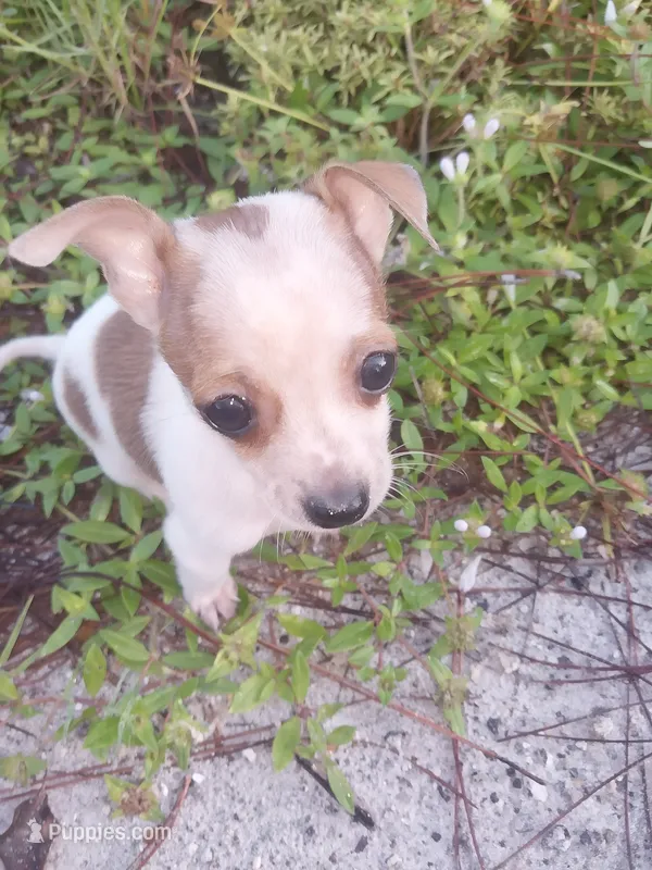 PB – Chihuahua puppy for sale in West Palm Beach, FL