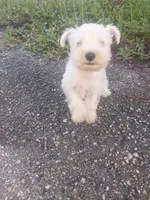 Frosty, a male Miniature Schnauzer for sale in West Palm Beach, FL – 2 of 2