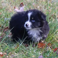 Louise #5, a female Miniature Australian Shepherd for sale in Marion Center, PA – Photo 1 of 2