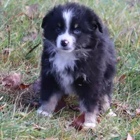 Louise #5, a female Miniature Australian Shepherd for sale in Marion Center, PA – Photo 2 of 2