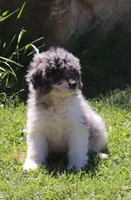 Frankies pup #1, a female Miniature Bernedoodle for sale in Marion Center, PA – 2 of 2
