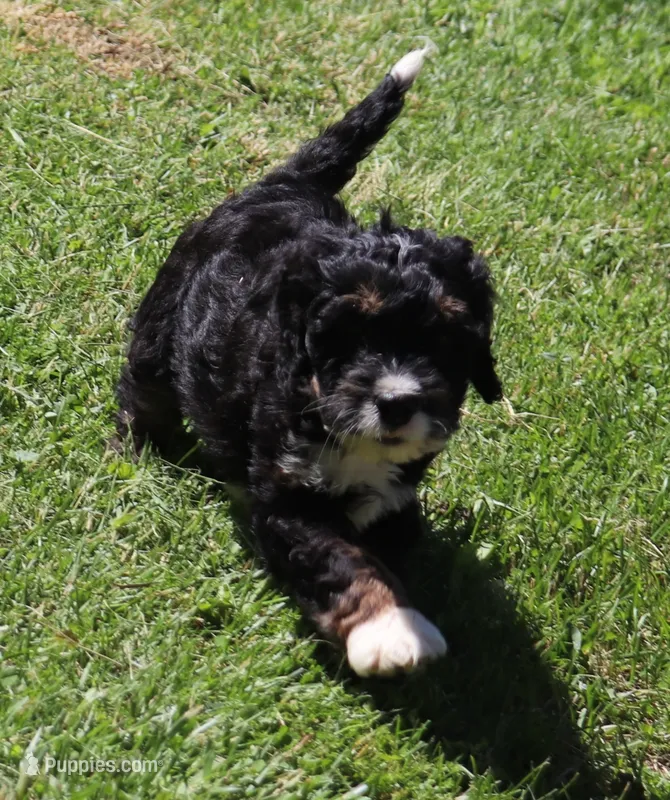 Frankies pups  – Miniature Bernedoodle puppy for sale in Marion Center, PA