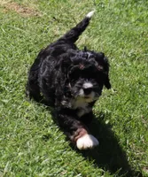 Frankies pups , a male Miniature Bernedoodle for sale in Marion Center, PA – 1 of 1