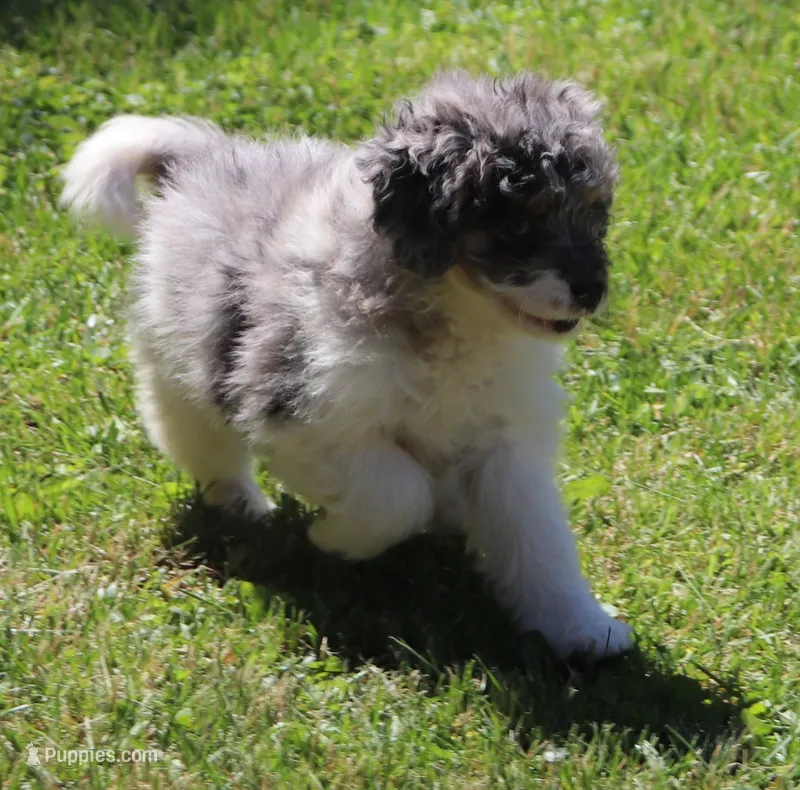 Frankies pup #1 – Miniature Bernedoodle puppy for sale in Marion Center, PA