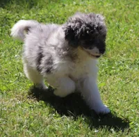 Frankies pup #1, a female Miniature Bernedoodle for sale in Marion Center, PA – 1 of 2