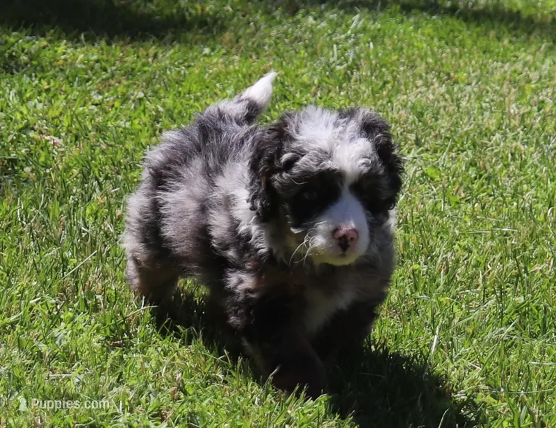Frankies pups – Miniature Bernedoodle puppy for sale in Marion Center, PA