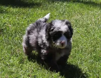 Frankies pups, a male Miniature Bernedoodle for sale in Marion Center, PA – 1 of 1