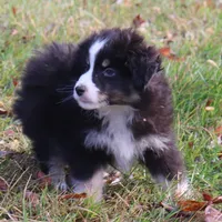 Crickets #1, a male Miniature Australian Shepherd for sale in Marion Center, PA – Photo 1 of 3