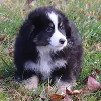 Crickets #1, a male Miniature Australian Shepherd for sale in Marion Center, PA – Photo 2 of 3
