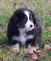 Crickets #1, a male Miniature Australian Shepherd for sale in Marion Center, PA – Photo 2 of 3