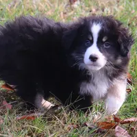 Crickets #1, a male Miniature Australian Shepherd for sale in Marion Center, PA – Photo 3 of 3