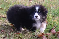 Crickets #1, a male Miniature Australian Shepherd for sale in Marion Center, PA – Photo 3 of 3
