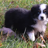 Louise #3, a male Miniature Australian Shepherd for sale in Marion Center, PA – Photo 2 of 2