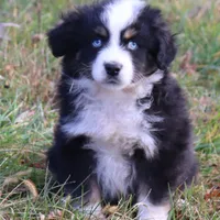 Louise #3, a male Miniature Australian Shepherd for sale in Marion Center, PA – Photo 1 of 2