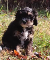 Frankie #8, a female Miniature Bernedoodle for sale in Marion Center, PA – Photo 1 of 2