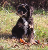 Frankie #8, a female Miniature Bernedoodle for sale in Marion Center, PA – Photo 2 of 2