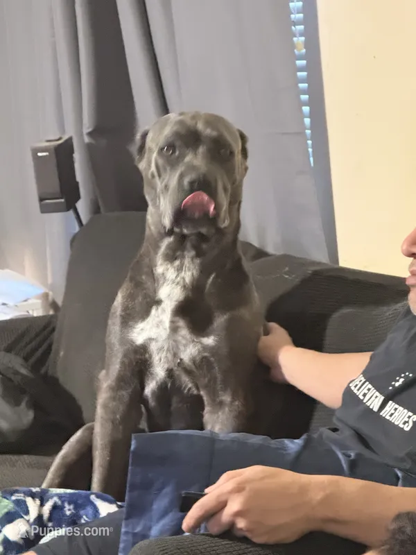 Mia – Cane Corso puppy for sale in San Antonio, TX