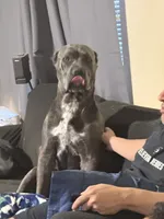 Mia, a female Cane Corso for sale in San Antonio, TX – 1 of 3