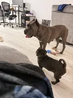 Mia, a female Cane Corso for sale in San Antonio, TX – 3 of 3