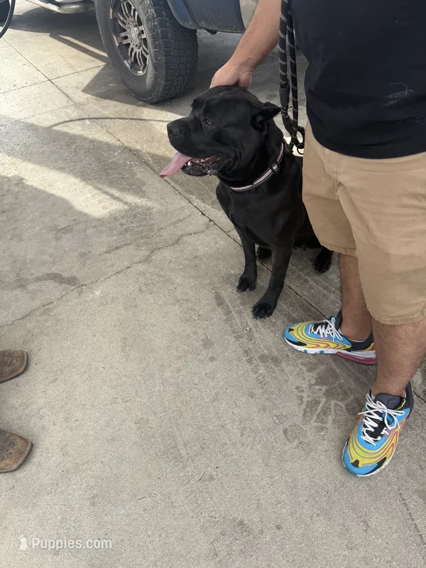 Ellie – Cane Corso puppy for sale in San Antonio, TX