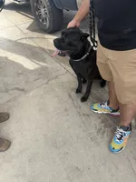 Ellie, a female Cane Corso for sale in San Antonio, TX – 1 of 4