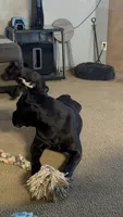Ellie, a female Cane Corso for sale in San Antonio, TX – 2 of 4