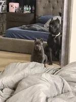 Ellie, a female Cane Corso for sale in San Antonio, TX – 3 of 4