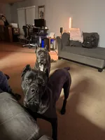 Ellie, a female Cane Corso for sale in San Antonio, TX – 4 of 4