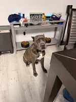 Mia, a female Cane Corso for sale in San Antonio, TX – 2 of 3