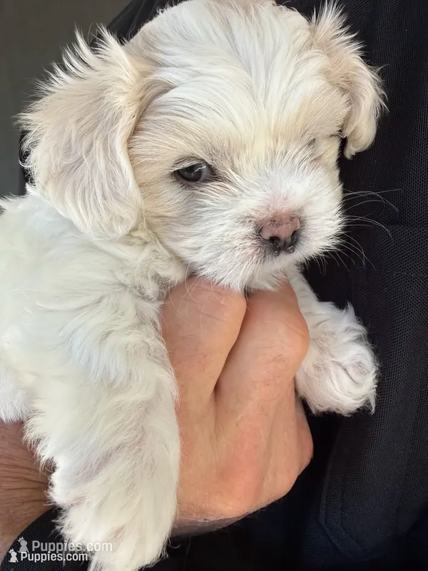 Waffle, a male Shichon for sale in Blountville, TN – 1 of 8