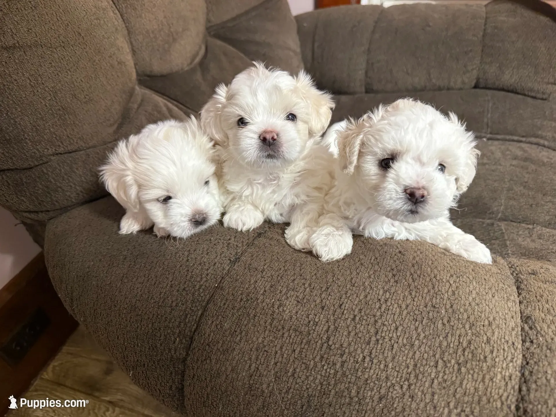 Waffle, a male Shichon for sale in Blountville, TN – 6 of 8