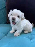 Waffle, a male Shichon for sale in Blountville, TN – 2 of 8