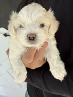 Waffle, a male Shichon for sale in Blountville, TN – 4 of 8