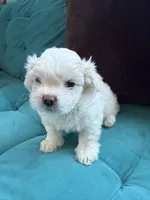 Waffle, a male Shichon for sale in Blountville, TN – 3 of 8